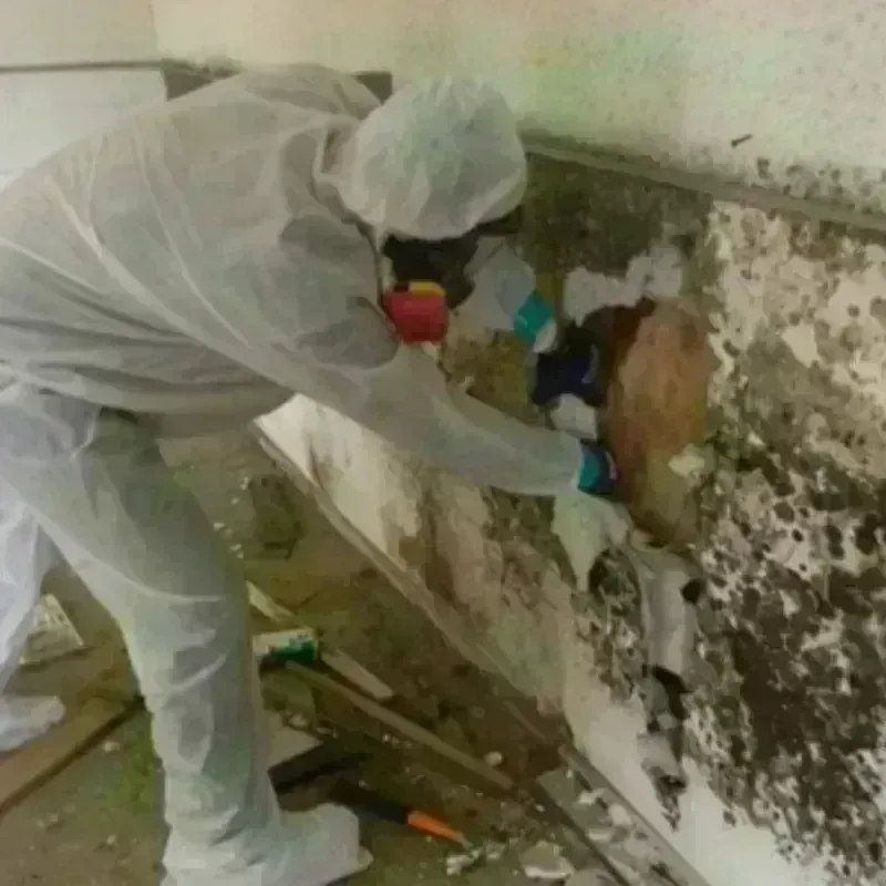 Mold Remediation and Removal in Troup, TX